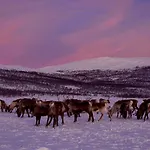 Сasa de vacaciones Kilpisjaerven Tunturimajat